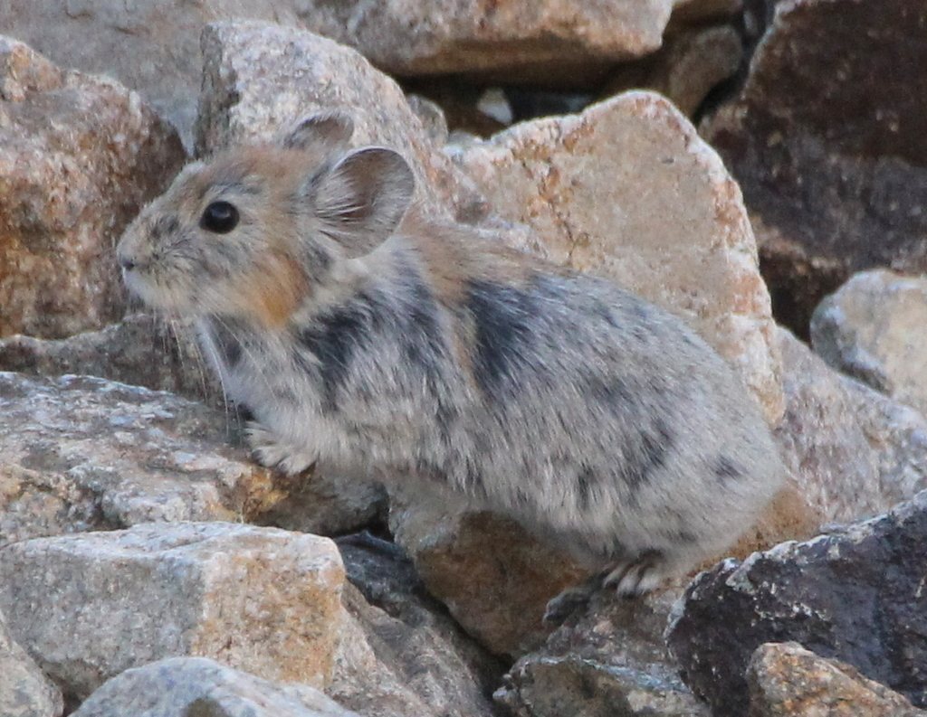 Large-eared pika
