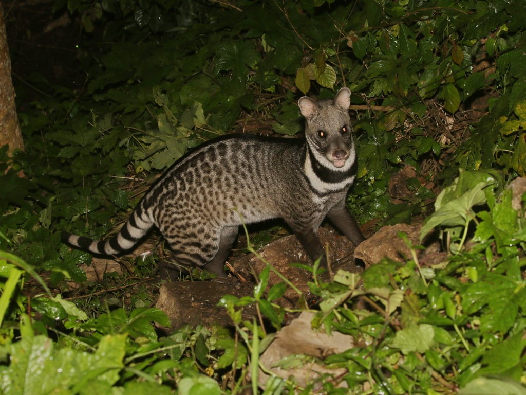 Large Indian Civet