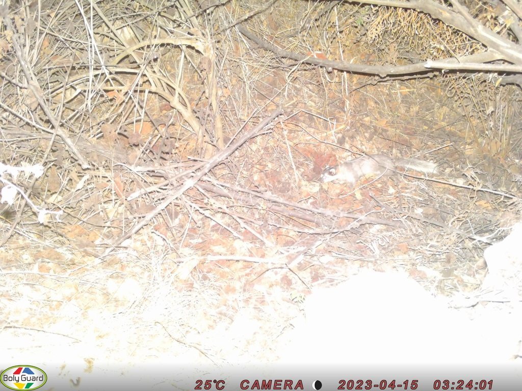 Large-toothed Ferret Badger
