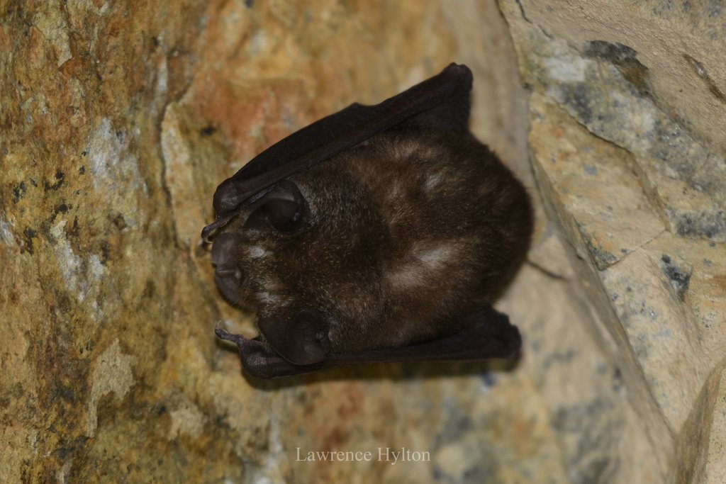 Least Horseshoe Bat