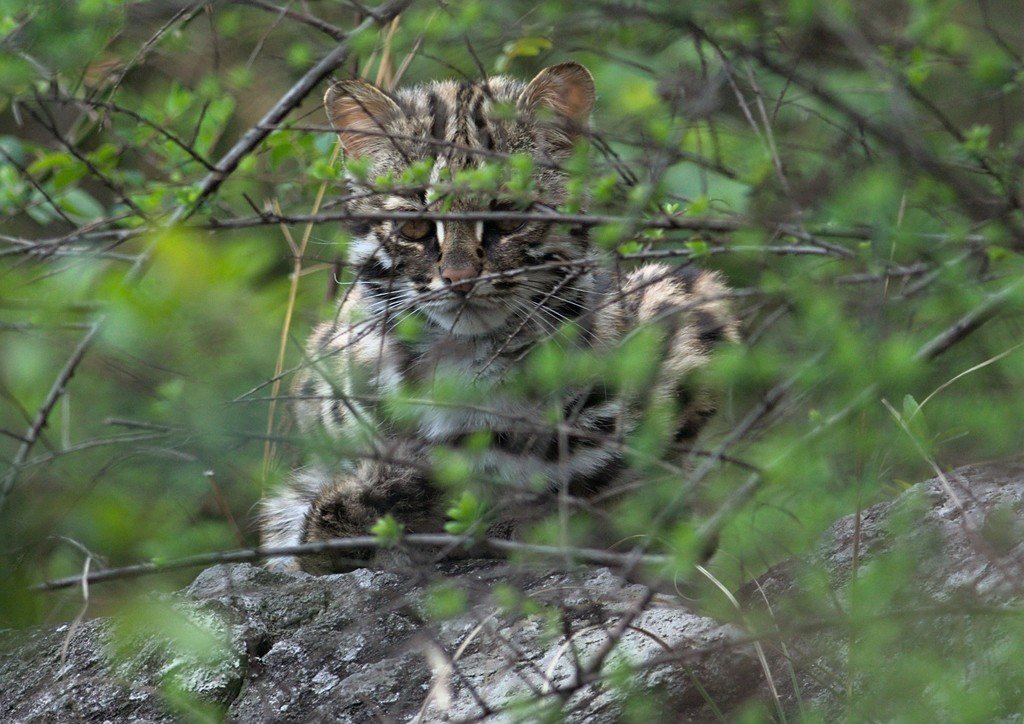 Leopard Cat