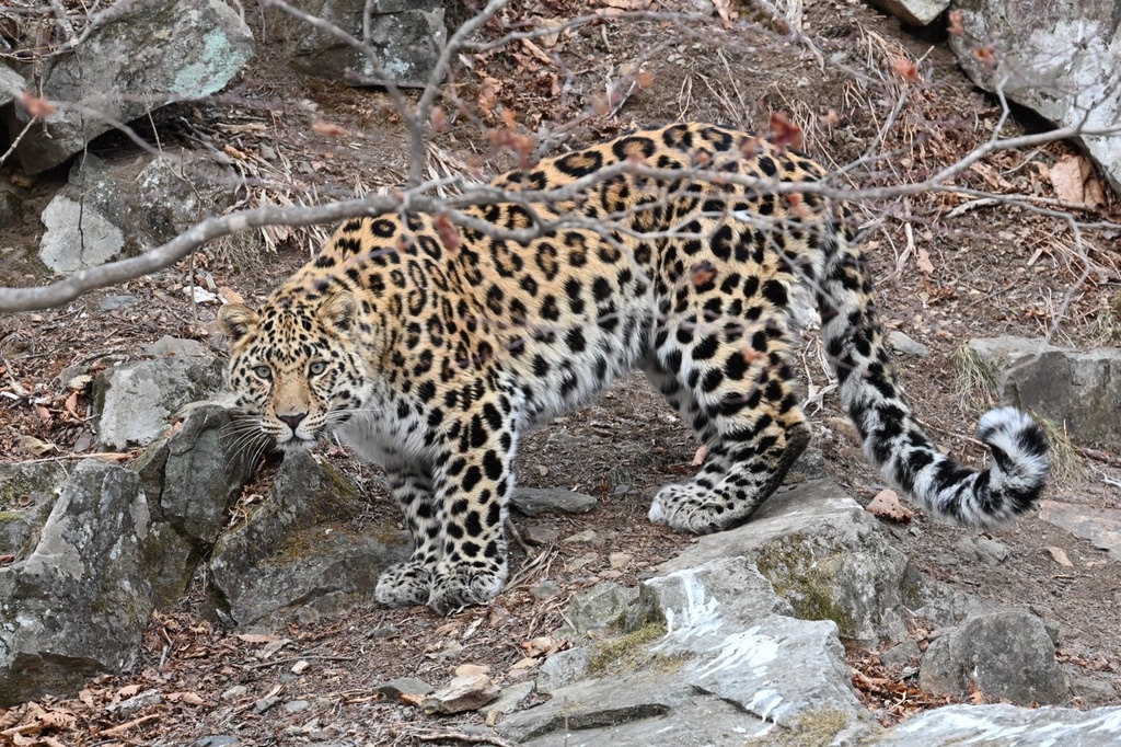 Leopard