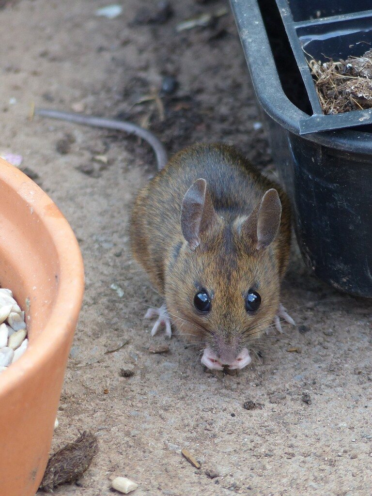 Long-tailed Field Mouse