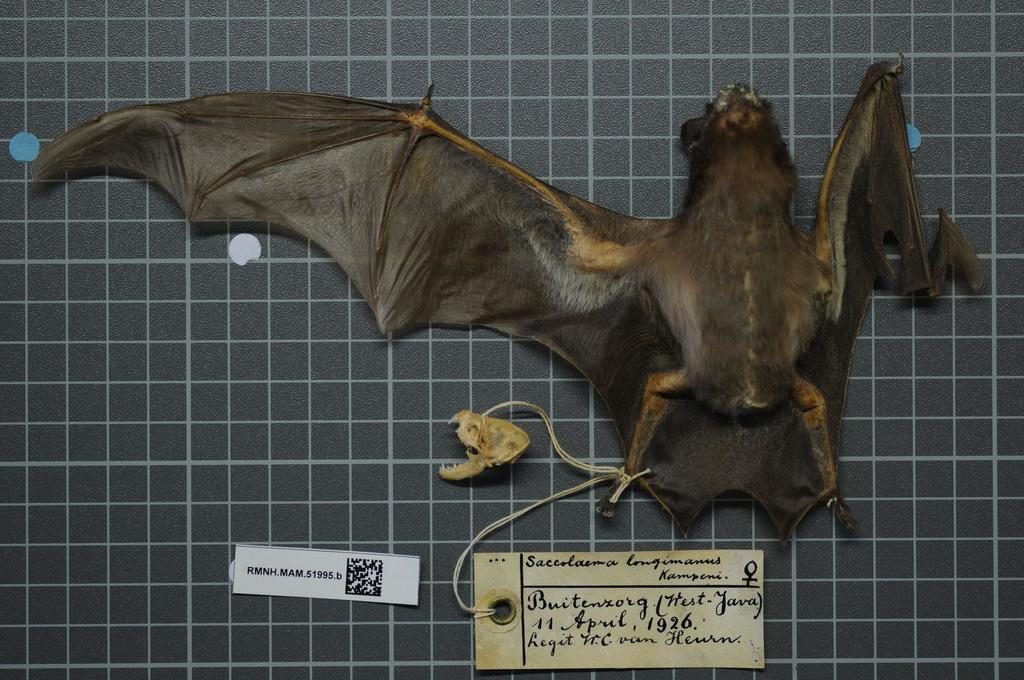 Long-winged Sheath-tailed Bat