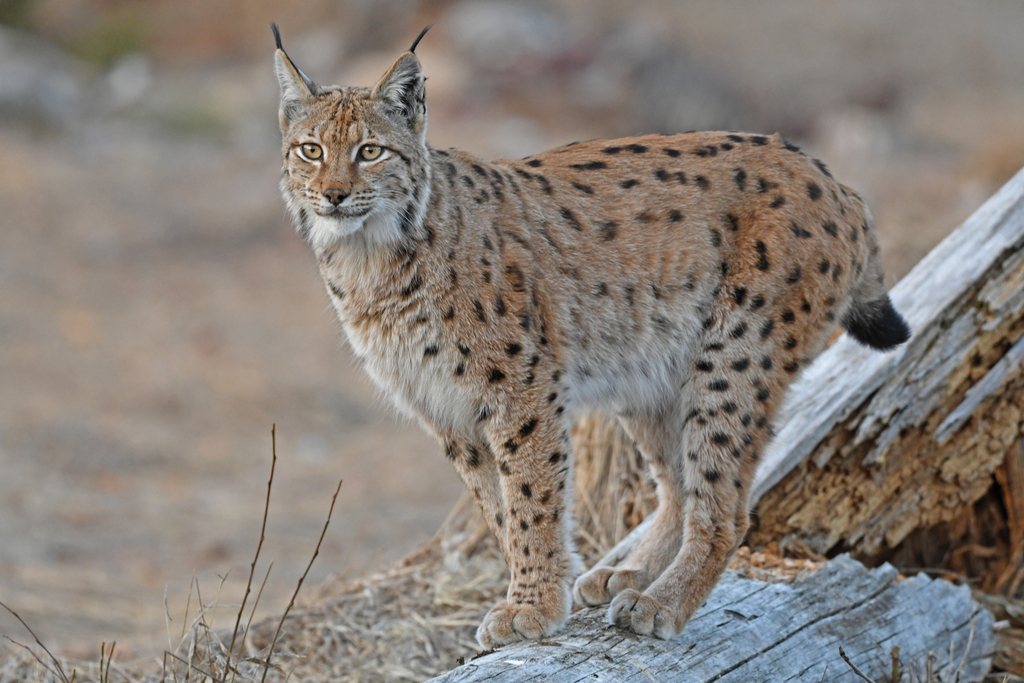Lynx