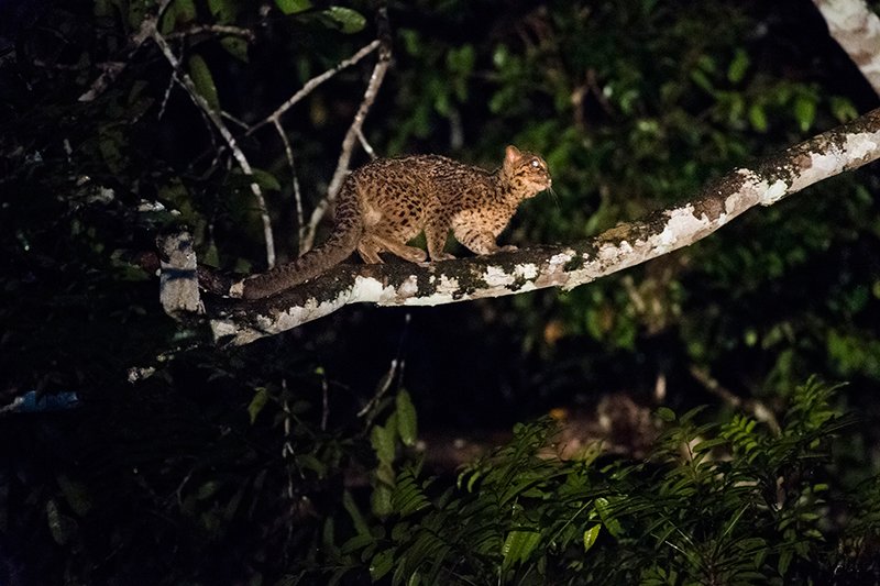 Marbled Cat