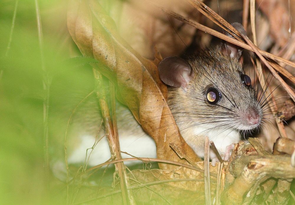 Common Soft-furred Rat