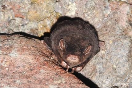 Small Long-fingered Bat