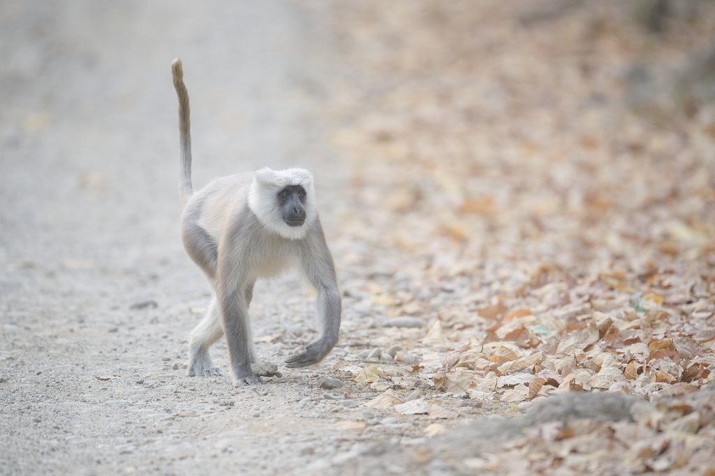 Nepal Grey Langur