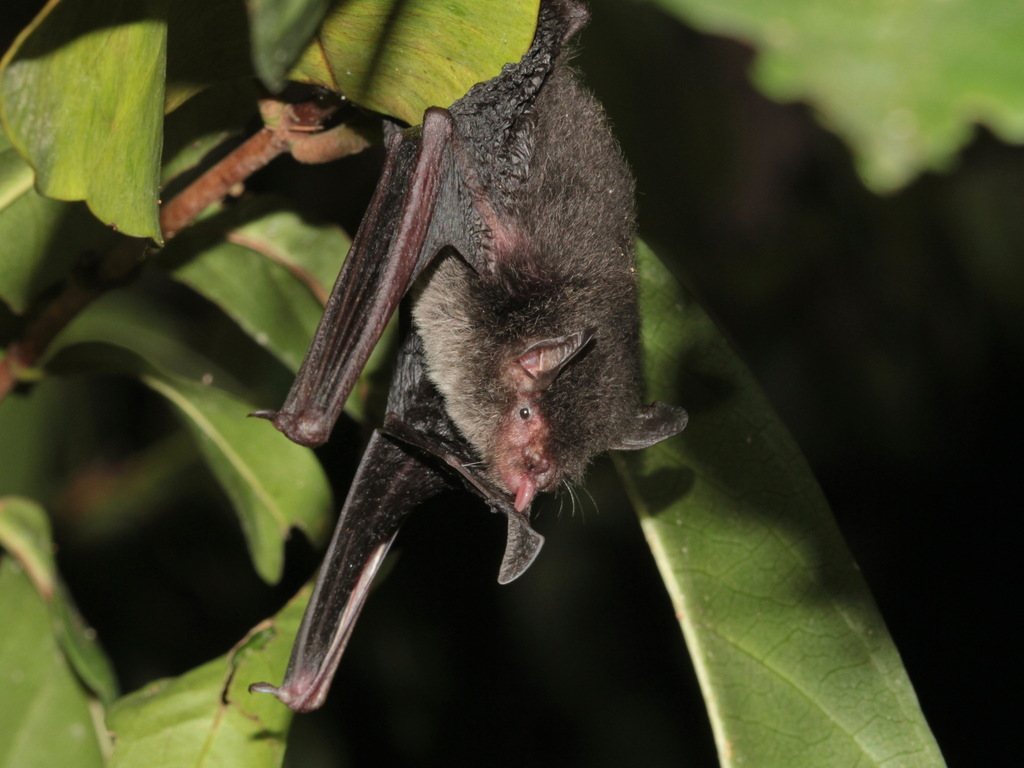 Nepalese Whiskered Bat
