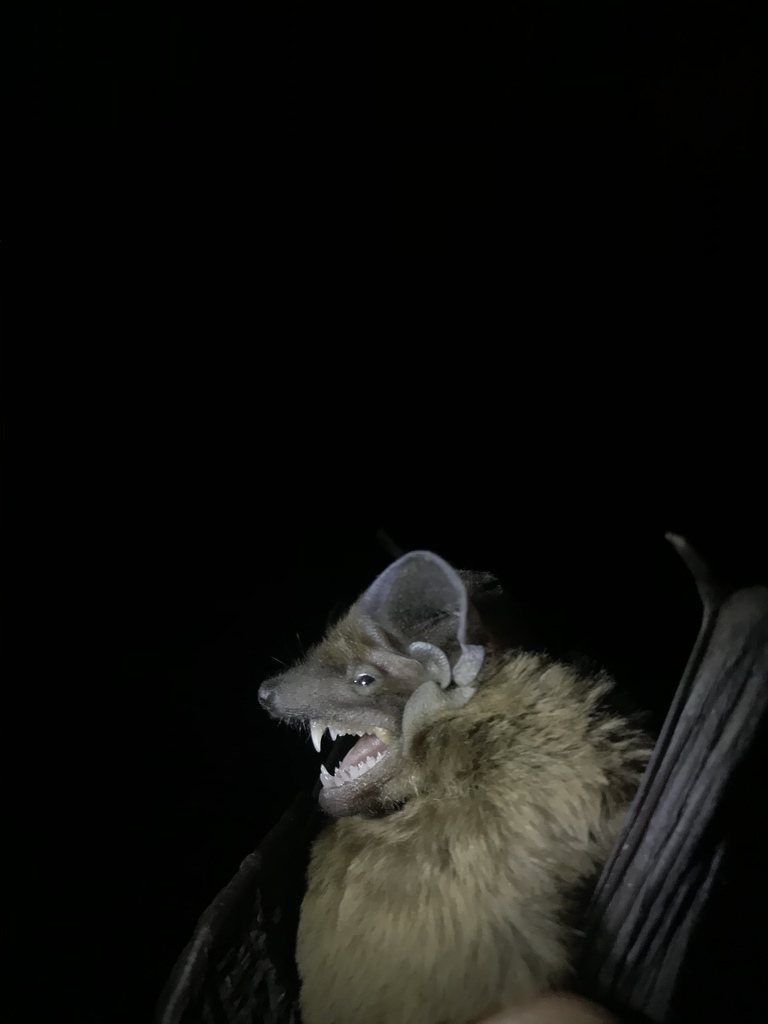 Noctule