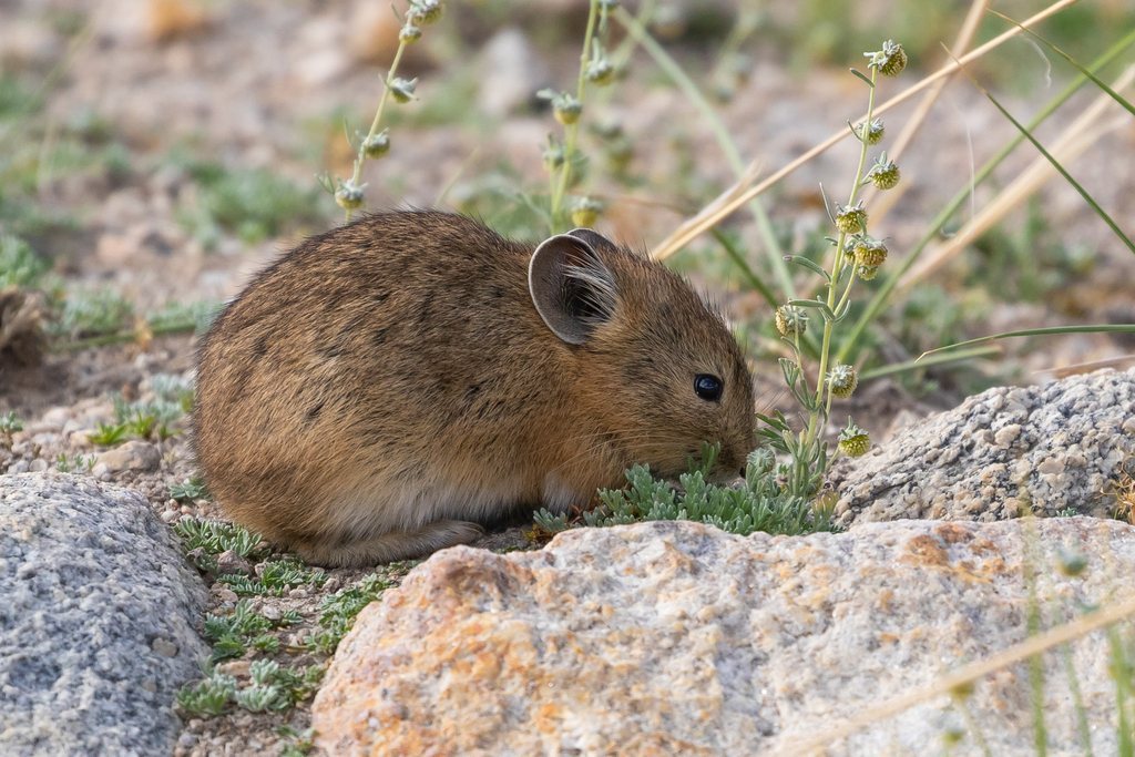 Nubra pika
