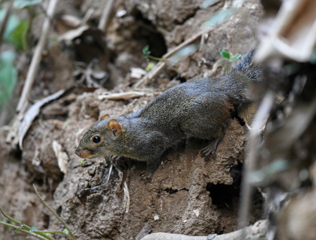 Orange-bellied Himalayan Squirrel