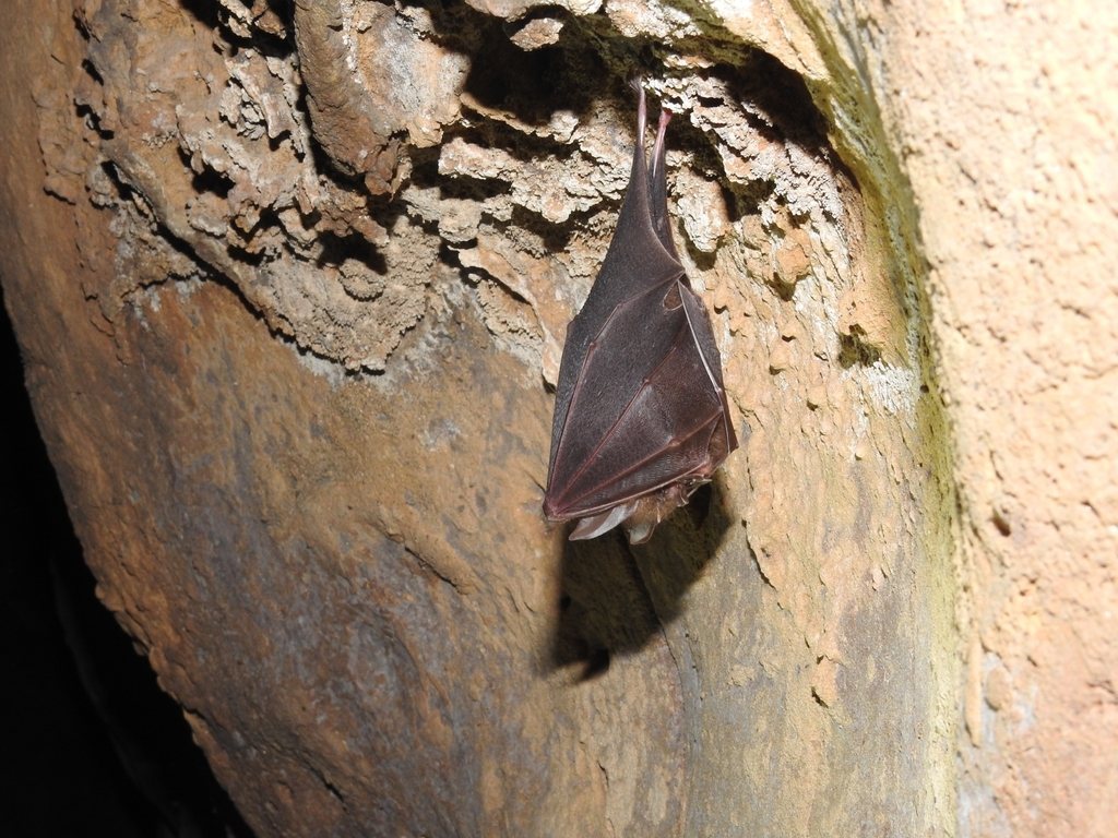 Pearson's Horseshoe Bat