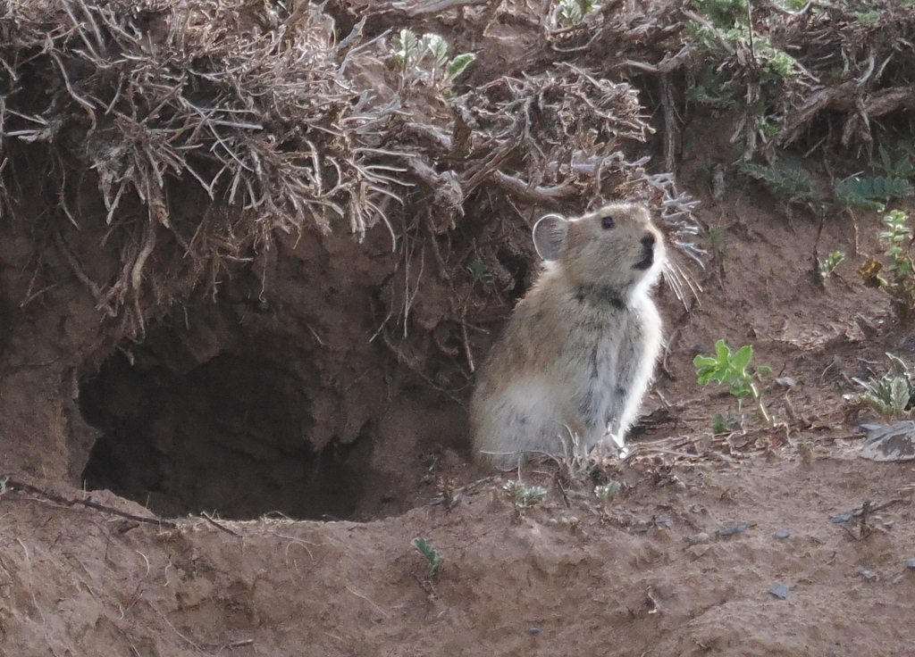Plateau Pika