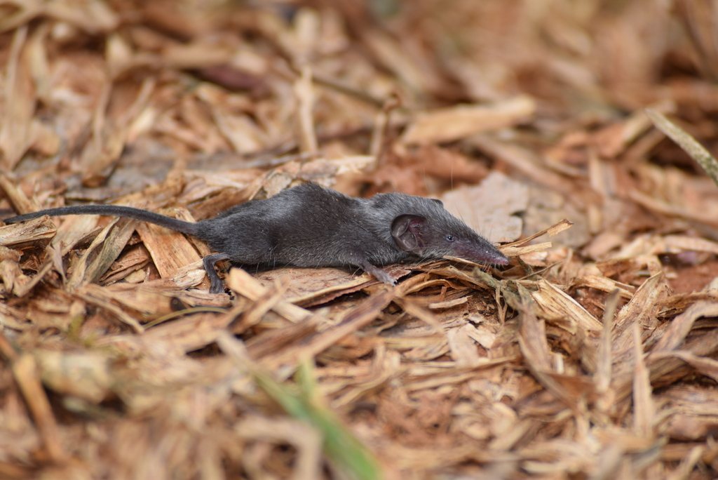Pygmy White-toothed Shrew