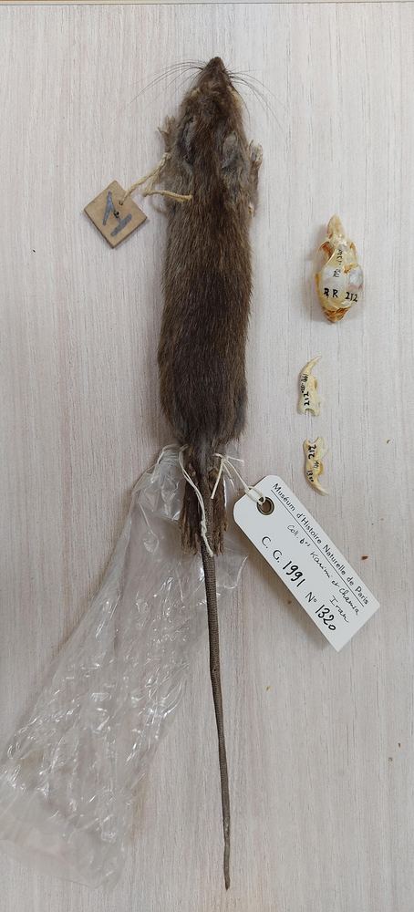 Himalayan Rat