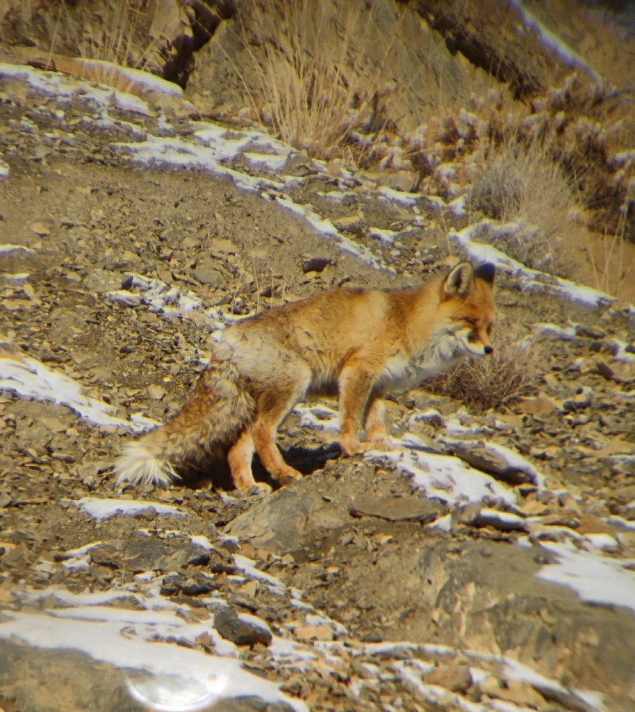 Red Fox