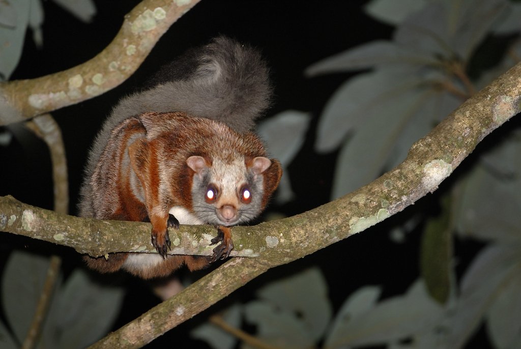 Red Giant Flying Squirrel