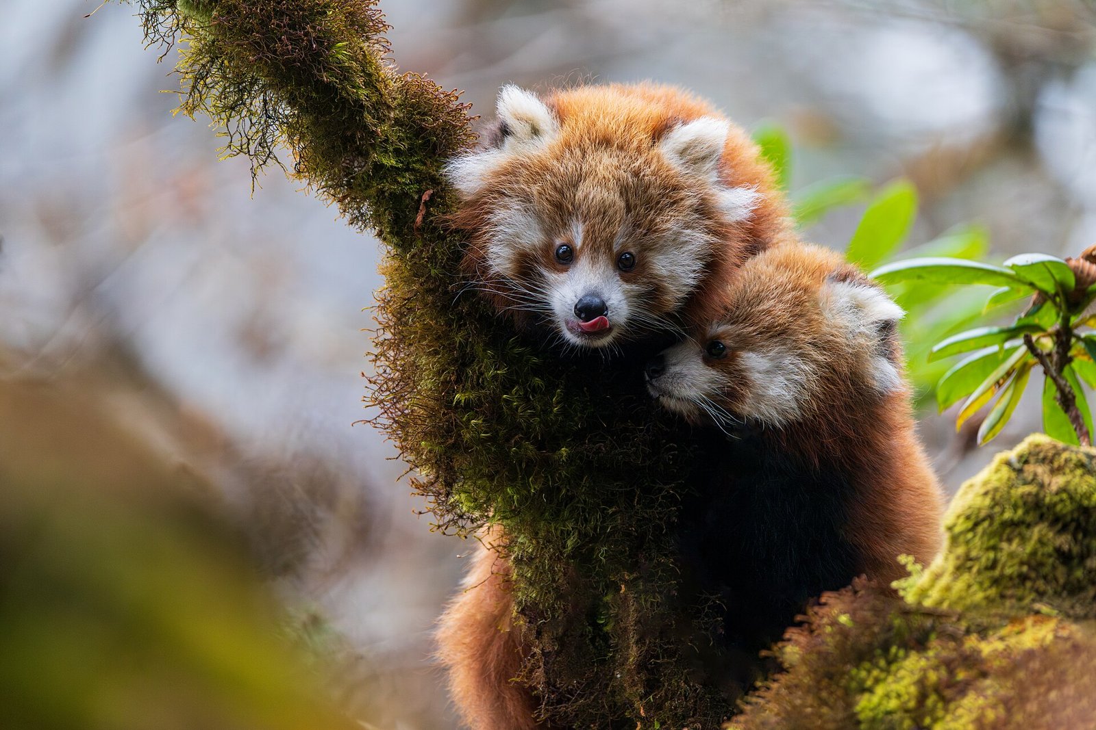 Red Panda