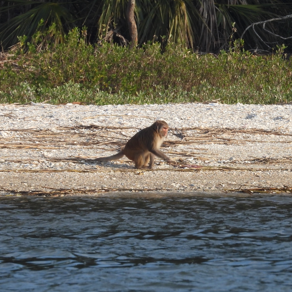 Rhesus Macaque