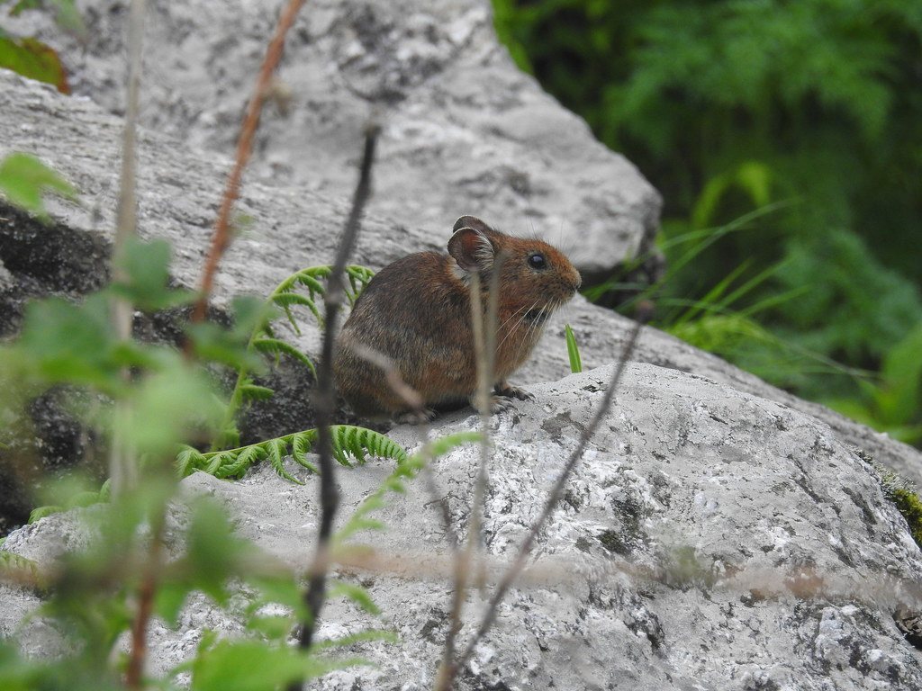 Royle's pika