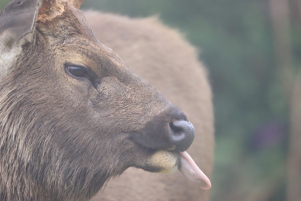 Sambar