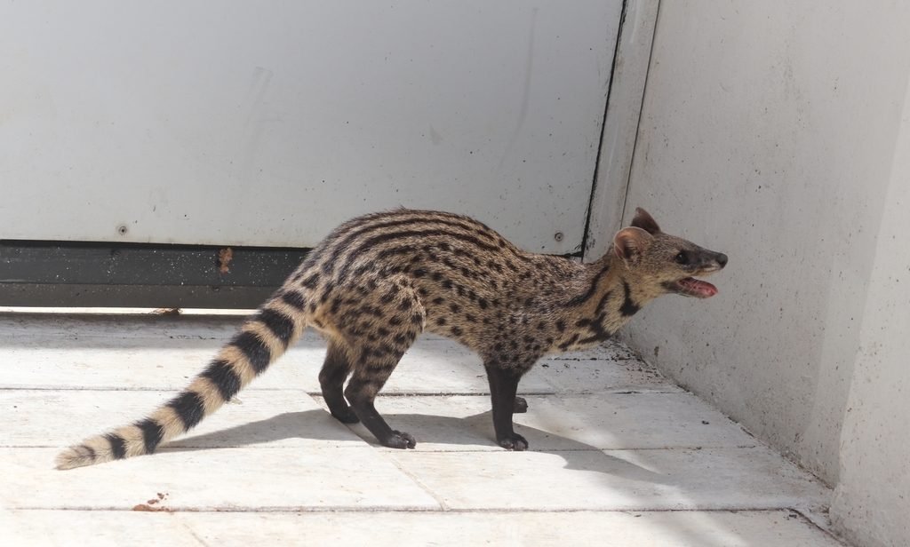 Small Indian Civet
