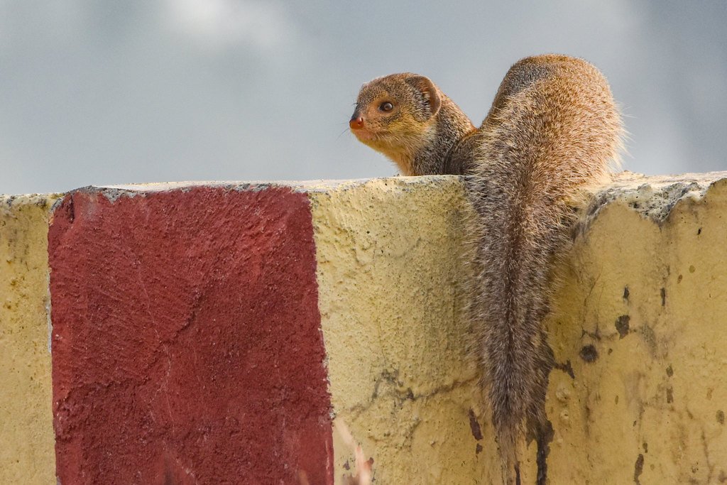 Small Indian Mongoose