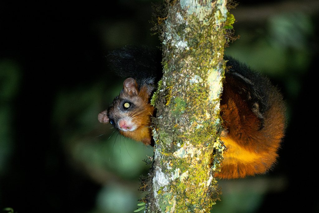 Spotted Giant Flying Squirrel