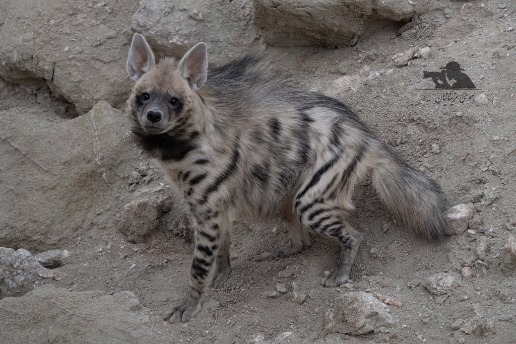 Striped Hyaena