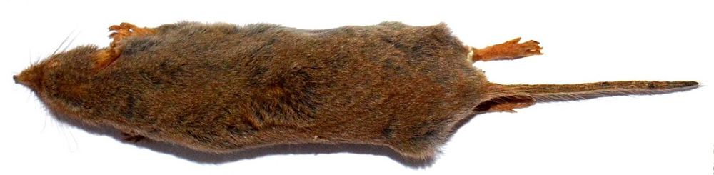 Anderson's Shrew