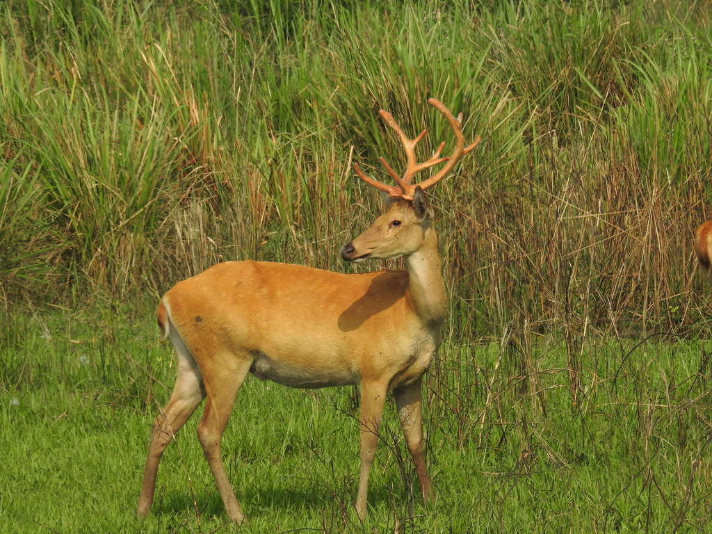 Swamp Deer