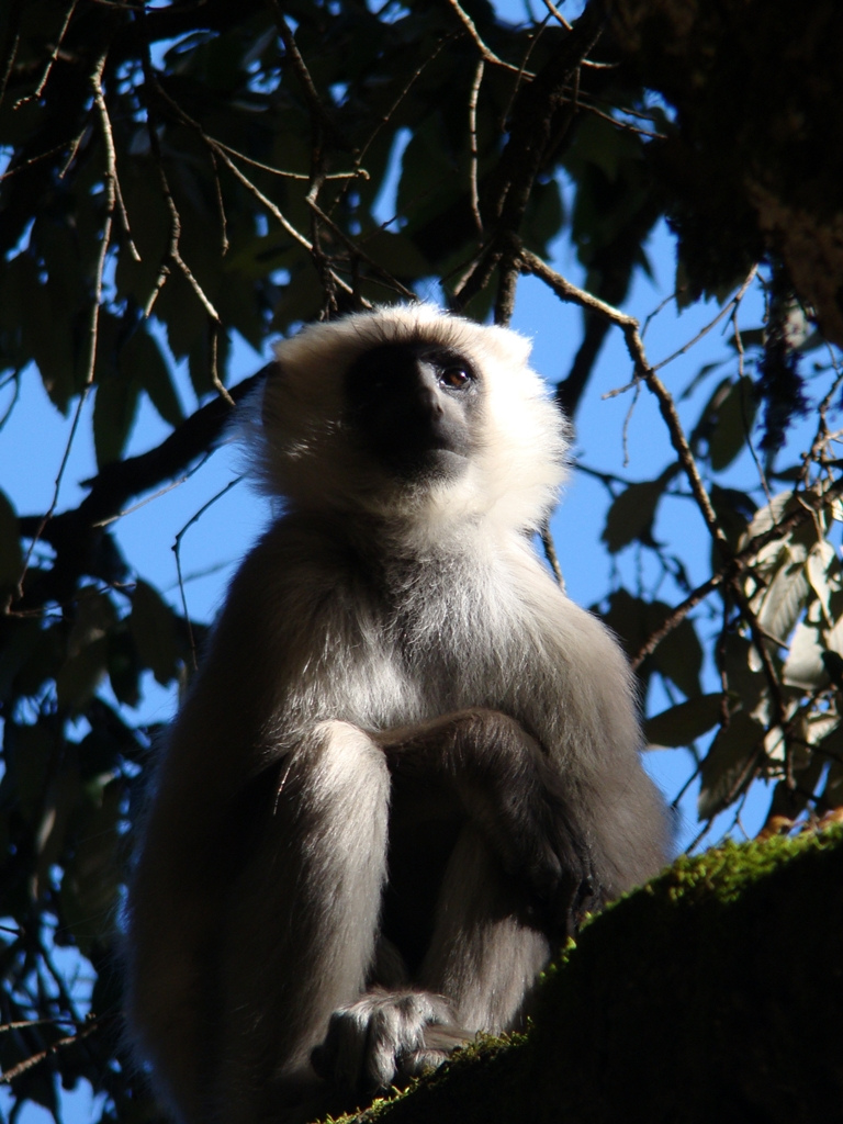 Terai Grey Langur