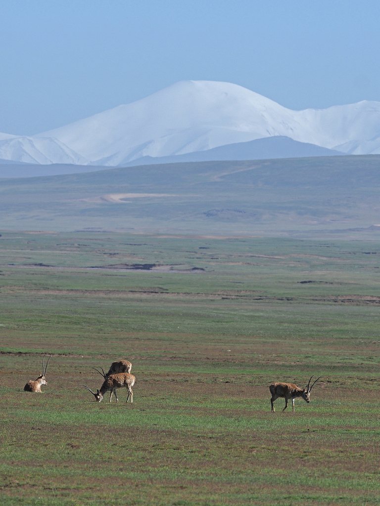 Tibetan Antelope