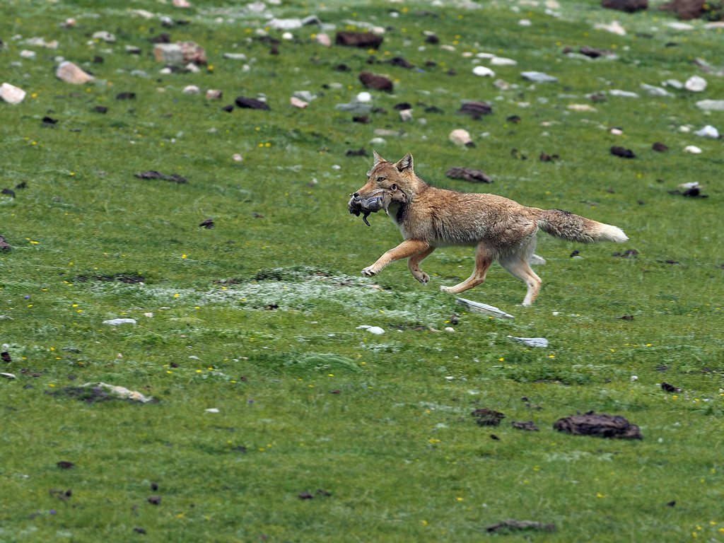 Tibetan Fox