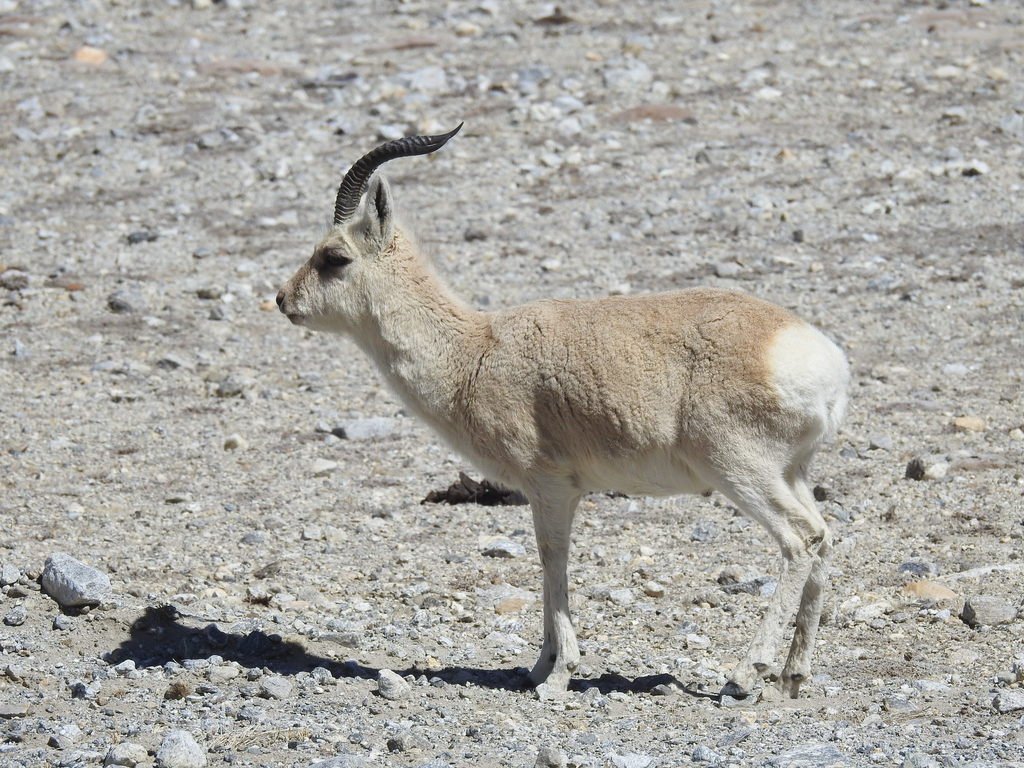 Tibetan Gazelle