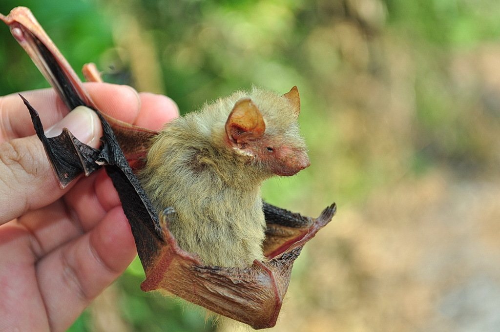Tickell's Bat