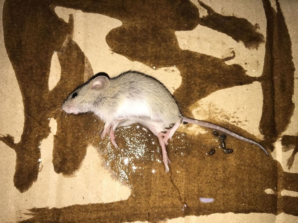 Ward's Field Mouse