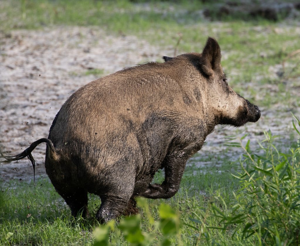 Wild Boar