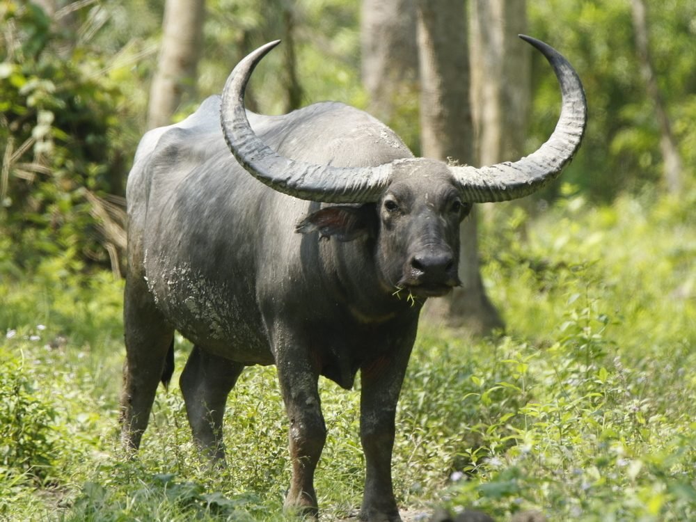 Wild Water Buffalo