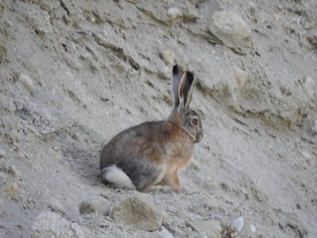 Woolly Hare