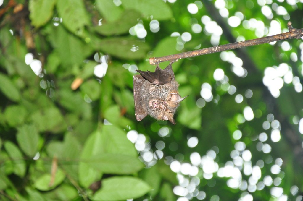 Woolly Horseshoe Bat