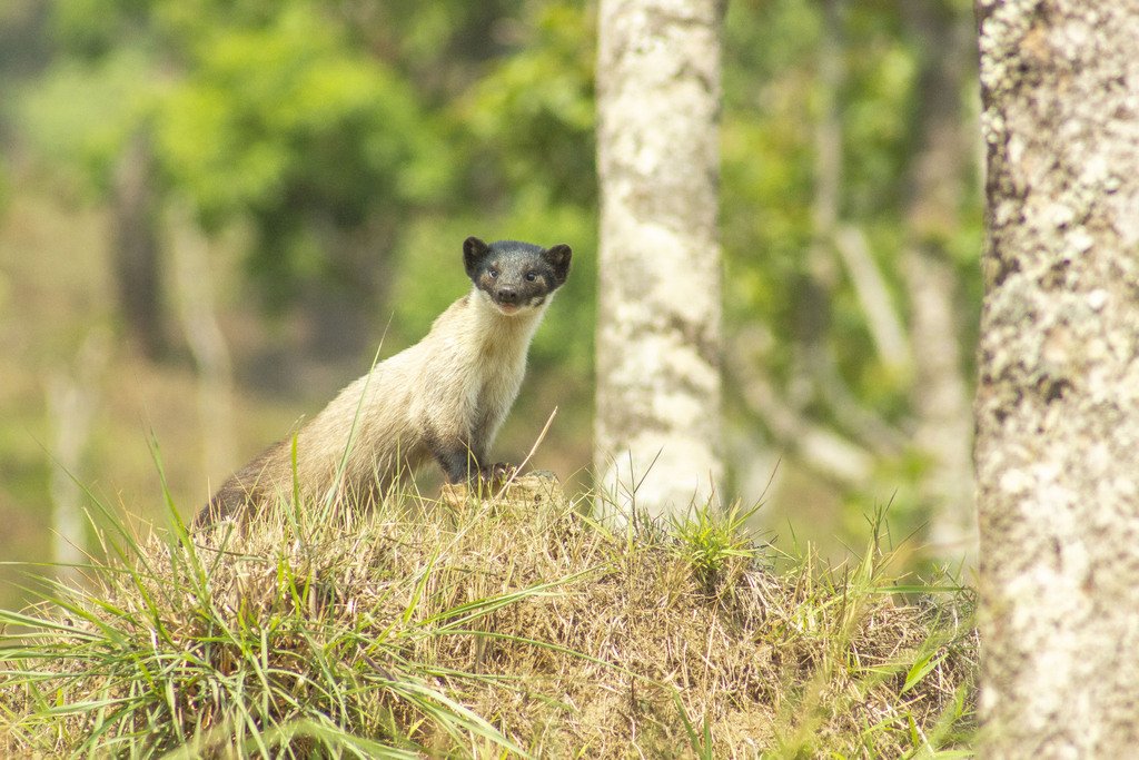 Yellow-throated Marten