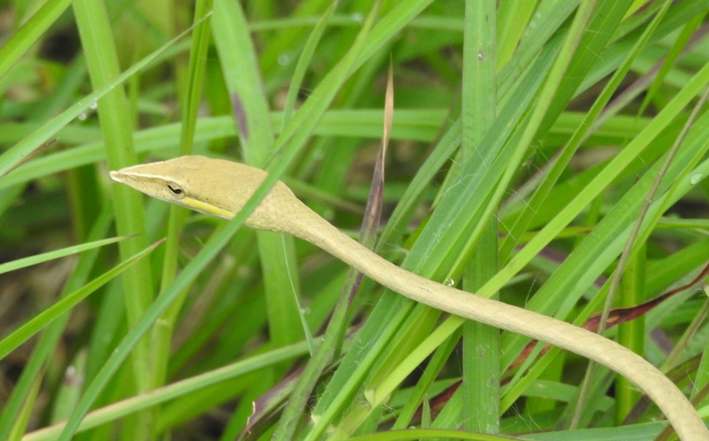 Ahaetulla laudankia