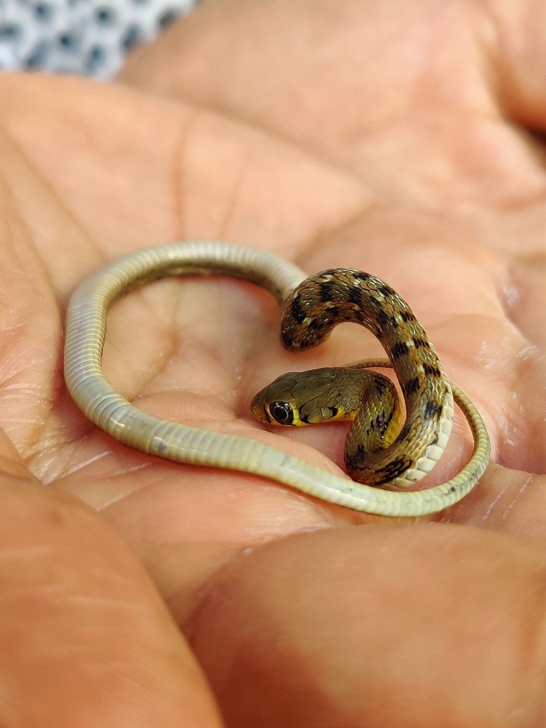 Buff Striped Keelback