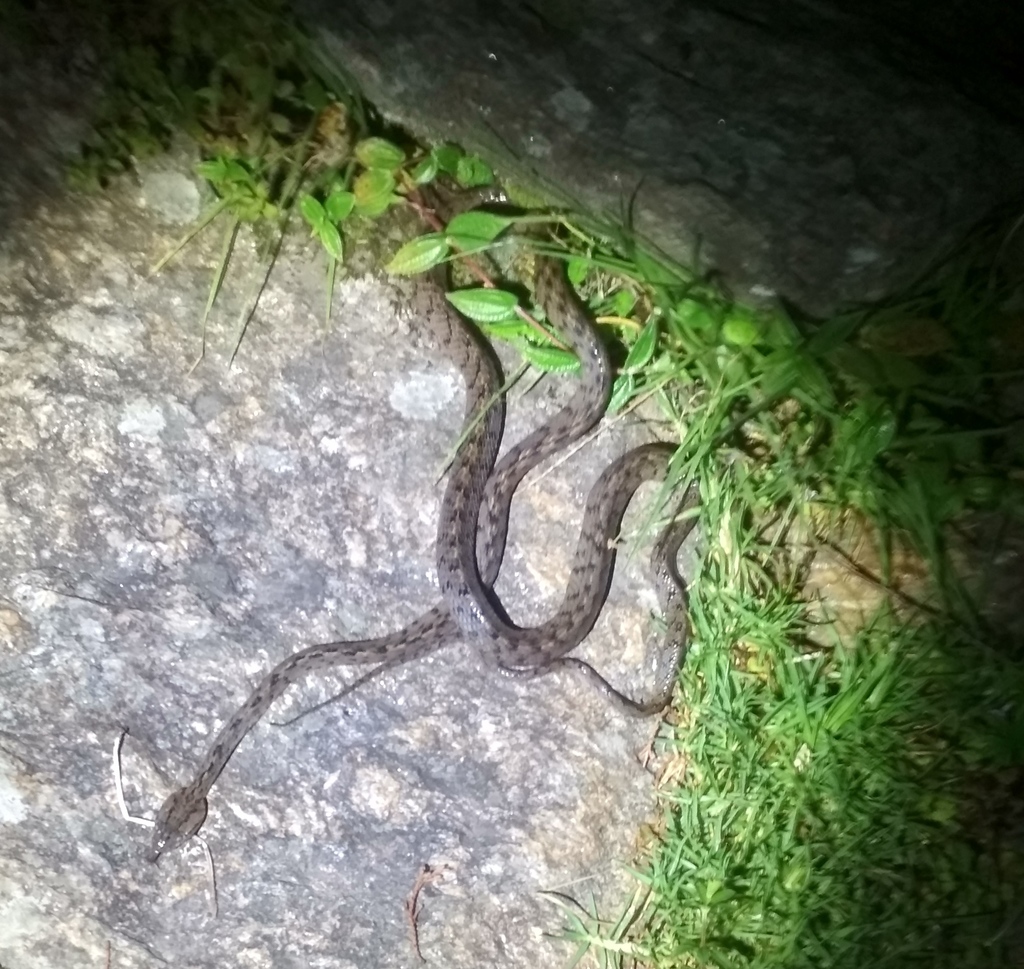 Many-banded Tree Snake