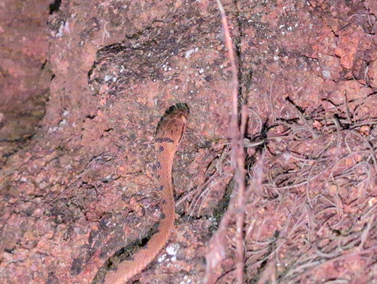 Collared Cat Snake