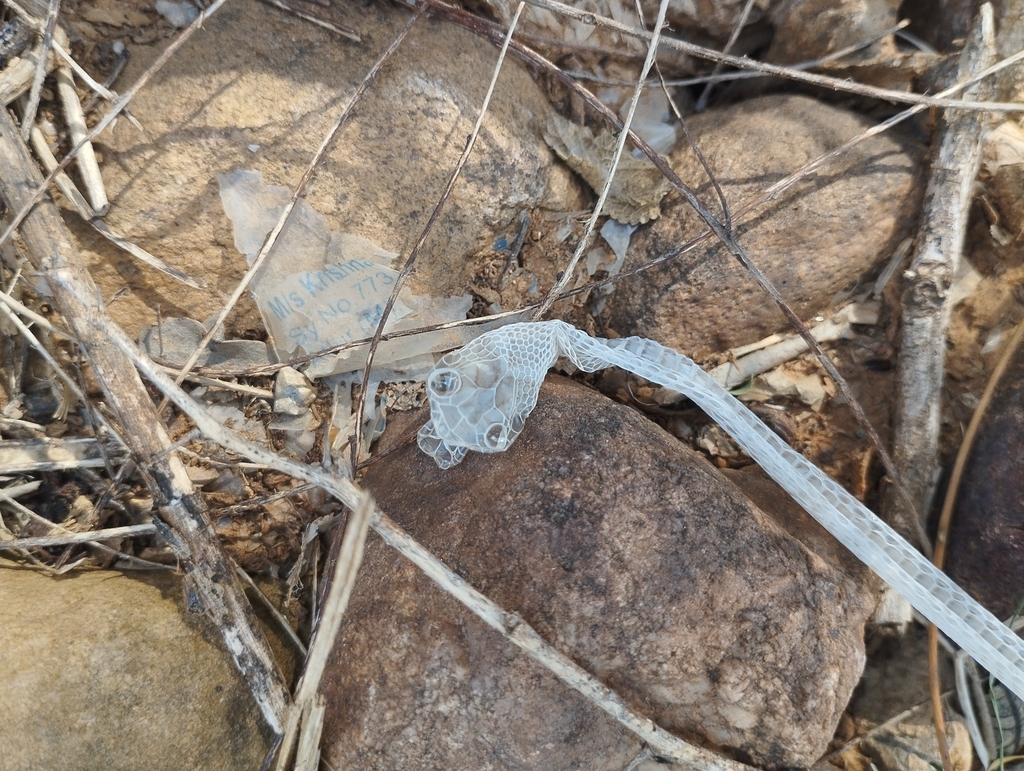 Common Cat Snake