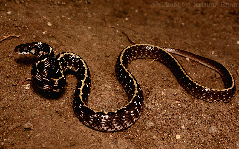 Indian Egg-eating Snake